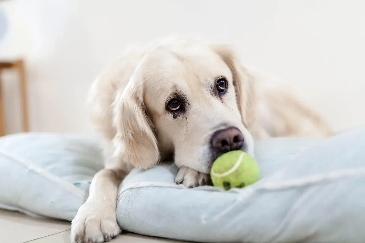 Golden Retriever (Image Credits: Pixabay)