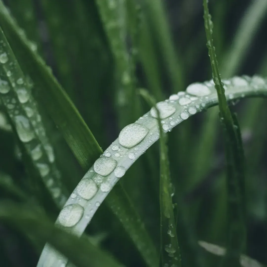 5. Citronella: Not Just for Mosquitoes (Image Credits: Unsplash)