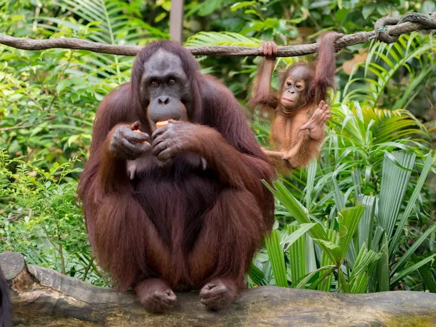 Suryia the Orangutan and Roscoe the Dog (Image Credits: Pexels)