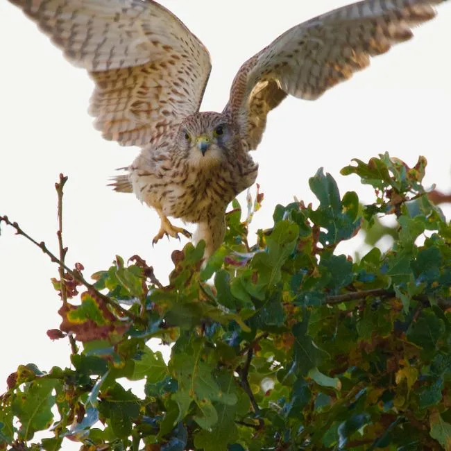#5 They pick fights with birds many times their size (Image Credits: Pexels)