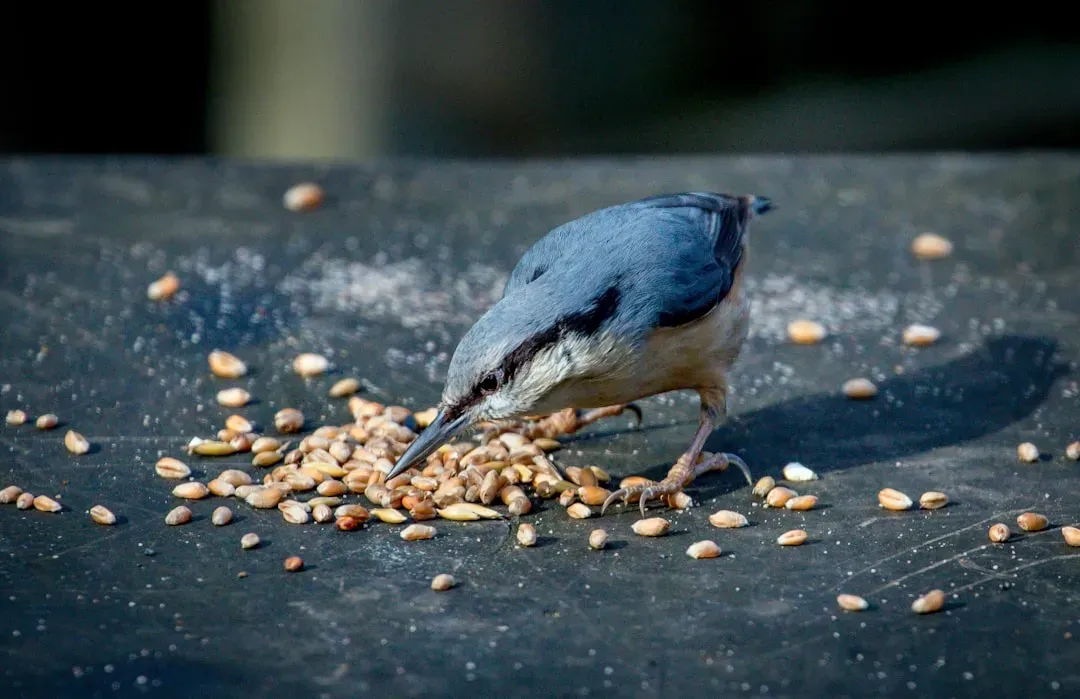 1. Food Caching: Birds Are Out Here Running Tiny Pantries (Image Credits: Unsplash)