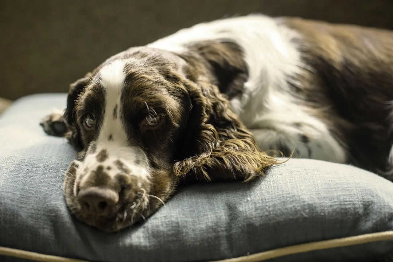 #9 - Their Favorite Sleeping Spot Turns Cold Overnight (Image Credits: Pixabay)