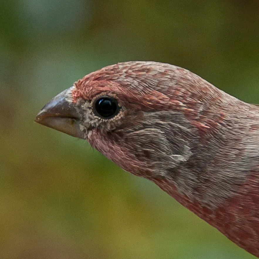 The Bird Brain Myth Was Always Wrong (nosha, Flickr, CC BY-SA 2.0)