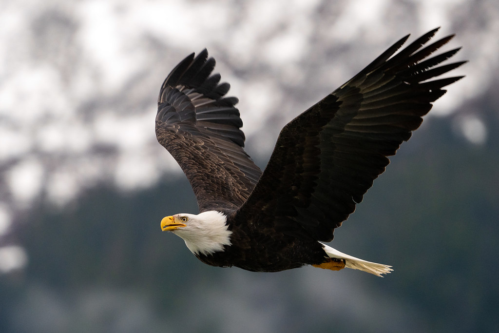 Patience as a Hunting Strategy (Image Credits: Flickr)
