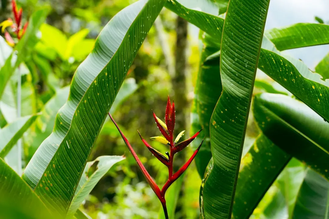 The Forest as a Living Pharmacy (Image Credits: Unsplash)