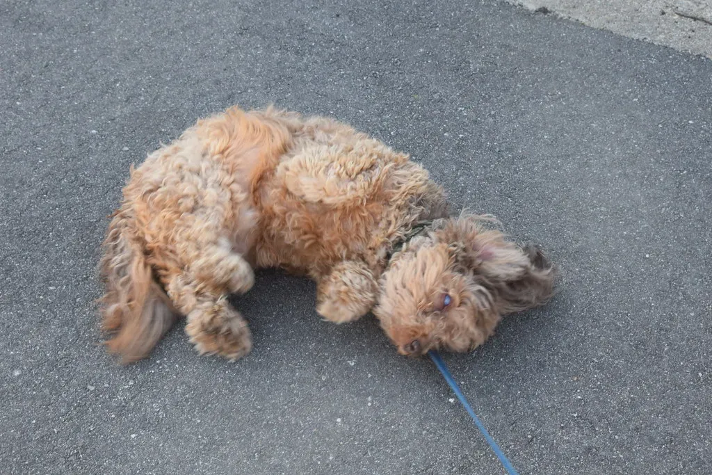 Dogs Rolling in Stinky Surprises (Image Credits: Flickr)