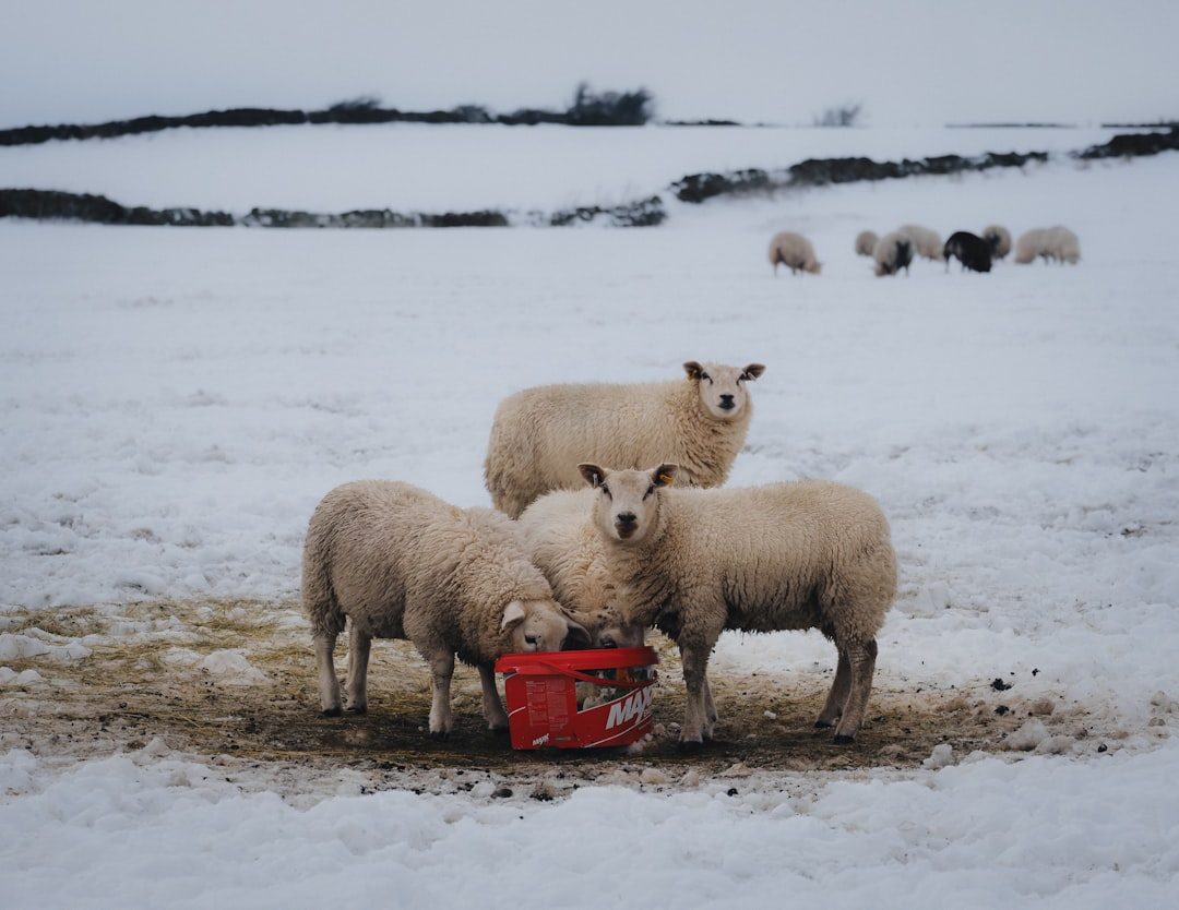 Adjust Feed to Meet Winter Energy Demands (Image Credits: Unsplash)