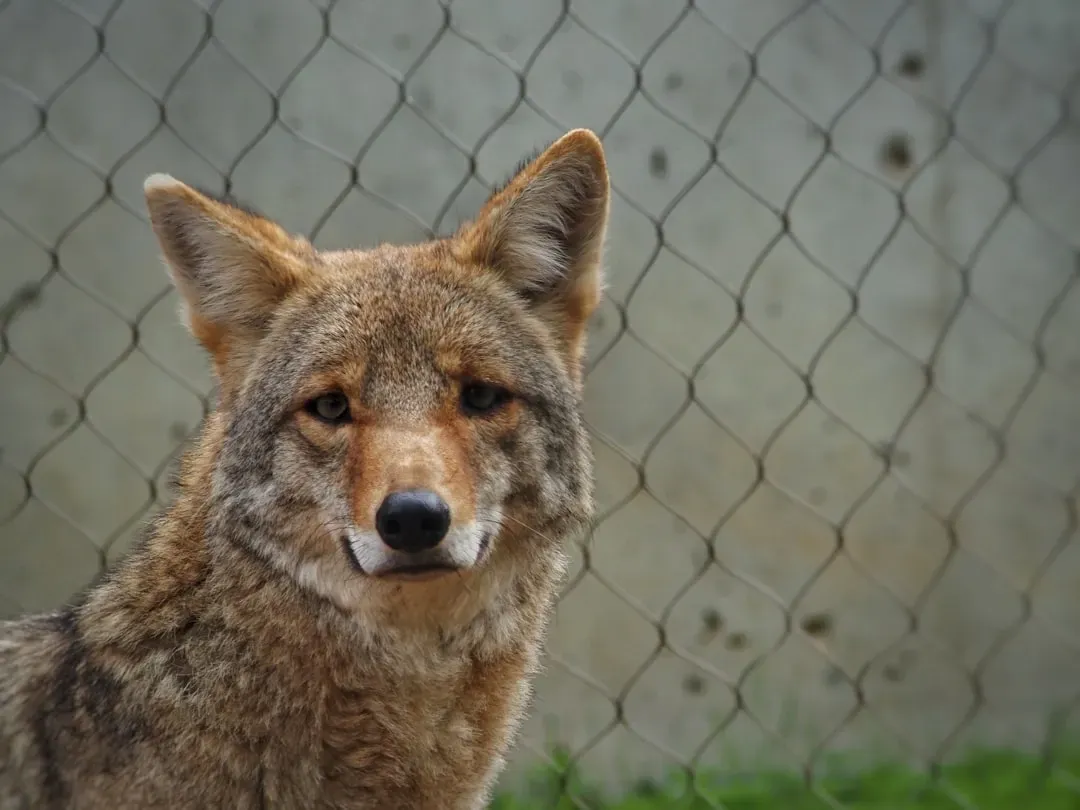 Tip 6: Secure Your Yard and Remove Food Attractants (Image Credits: Unsplash)