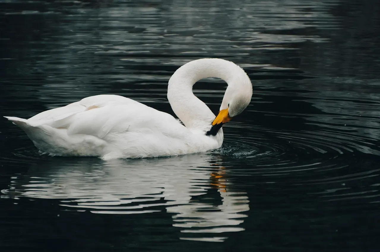 #7: Libra Moon - The Swan (Image Credits: Pixabay)
