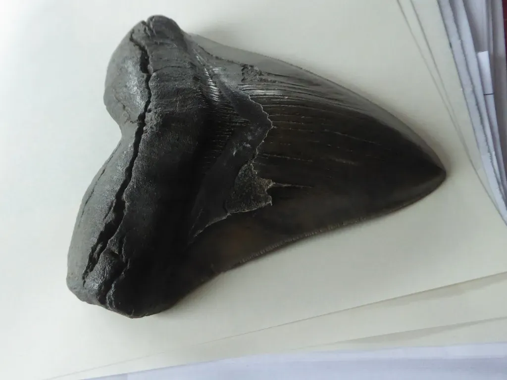 #6 - Megalodon (JuliaC2006, Flickr, CC BY 2.0)