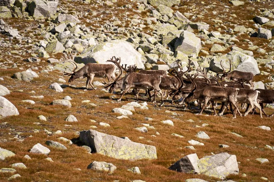 Climate Change and Environmental Factors (Image Credits: Pexels)