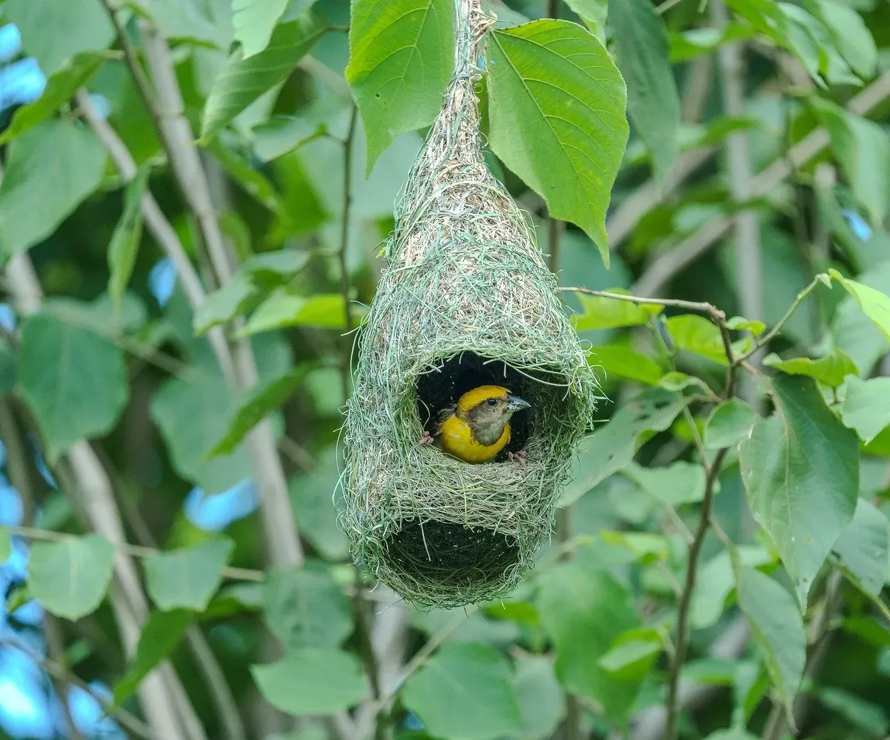 Baya Weaver: The Master Weavers (Image Credits: Pixabay)