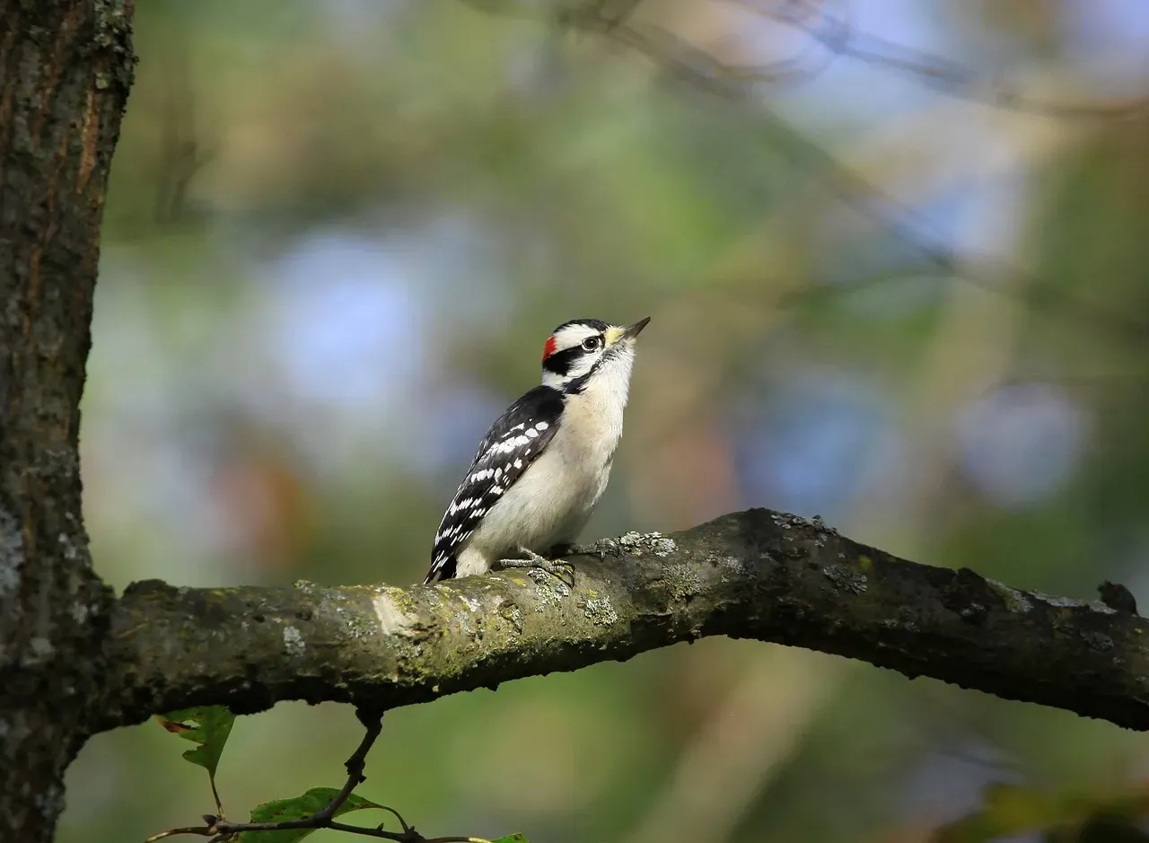 Downy Woodpecker (Image Credits: Pixabay)