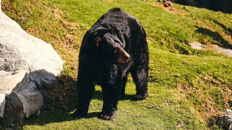 #3. Understand Why the Bear Is There in the First Place (Image Credits: Pexels)
