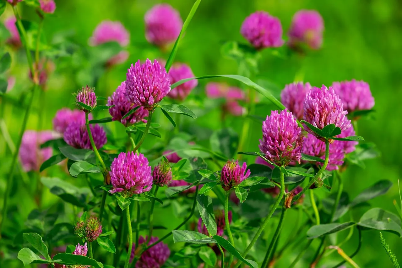 #4 Swap Part of the Lawn for a Native Flower Meadow Zone (Image Credits: Pixabay)