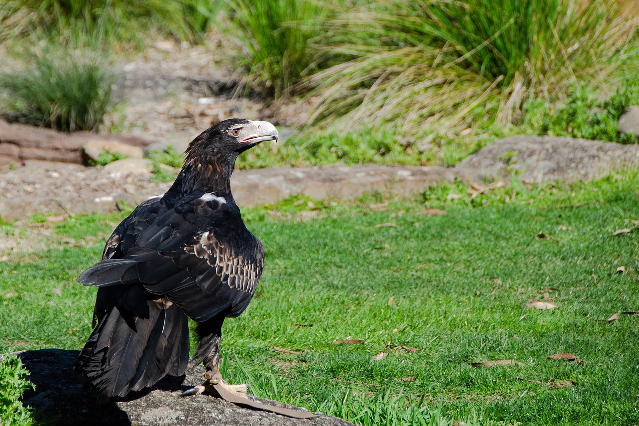 Capricorn: The Wedge-Tailed Eagle (Image Credits: Pixabay)