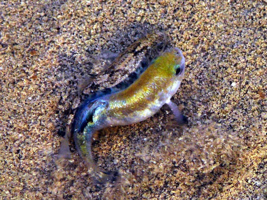 Death Valley Pupfish: Life in the Most Unlikely Places (Image Credits: Wikimedia)