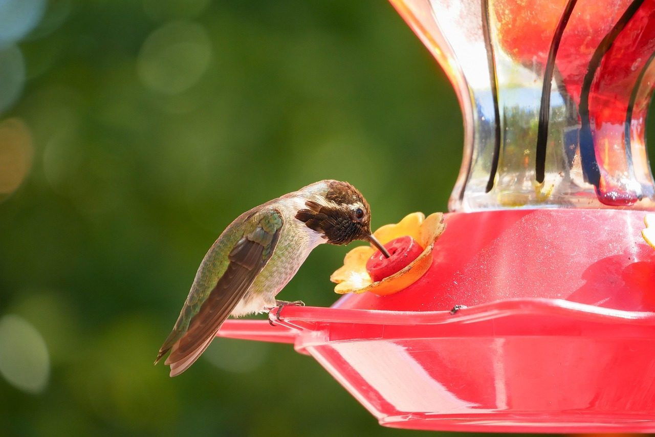 Position Feeders Strategically for Safety (Image Credits: Pixabay)