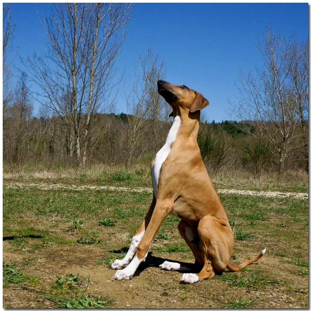 #3 - Azawakh: The Sighthound That Never Learned to Trust Strangers (Franco Vannini, Flickr, CC BY 2.0)