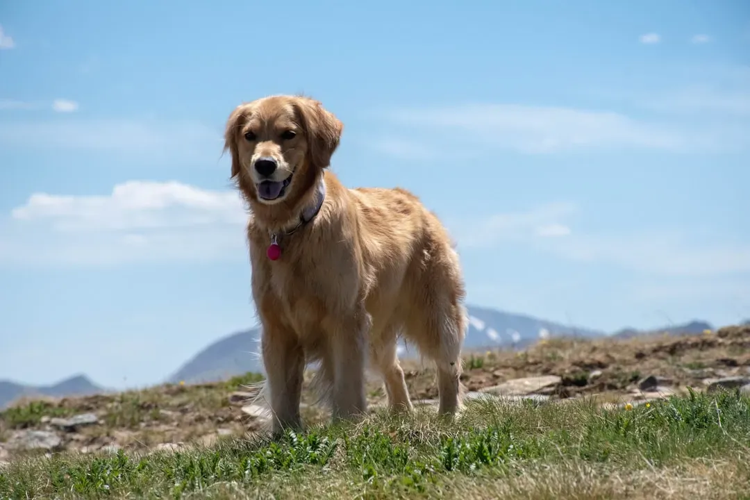 Colorado: Mountain State With Massive Hearts (Image Credits: Unsplash)