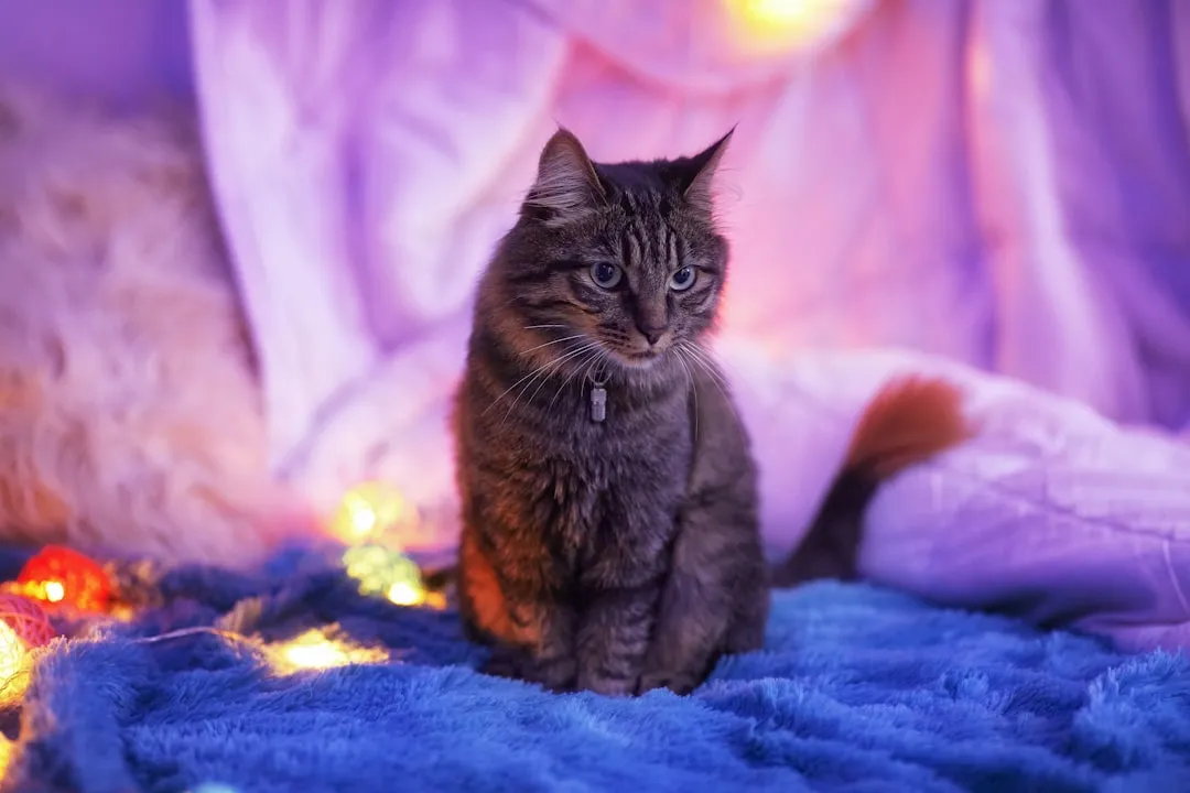2. Sudden Night-Time Yowling Or Crying (Image Credits: Unsplash)
