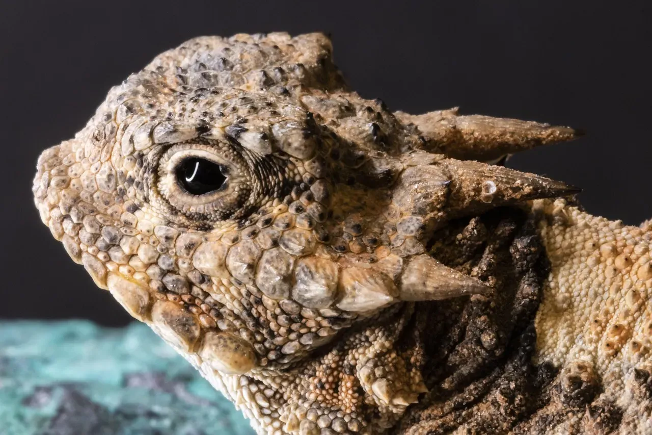 2. The Texas Horned Lizard: Squirting Blood from Its Eyes (Image Credits: Pixabay)