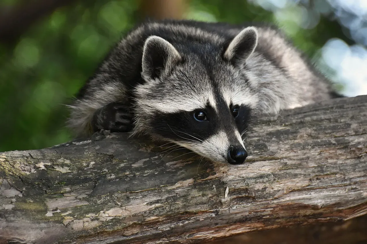 Gemini (May 21 &ndash; June 20): The Raccoon (Image Credits: Pixabay)