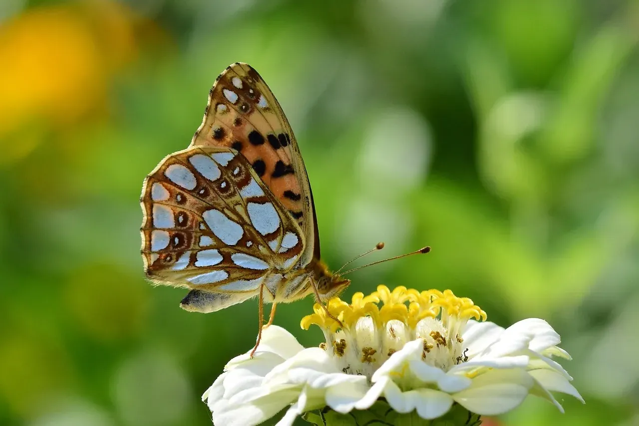 The Butterfly (Image Credits: Pixabay)