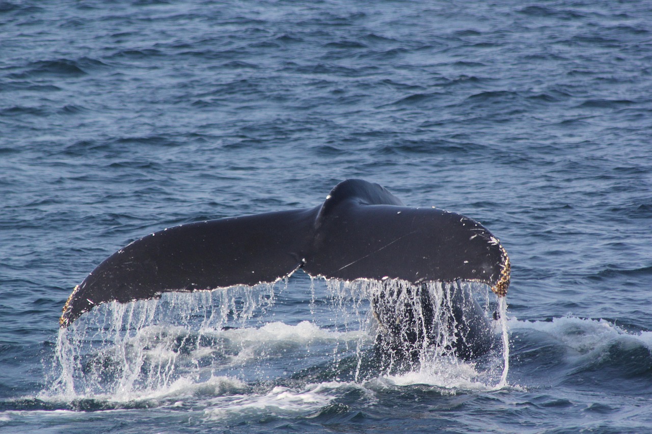 Whales Beaching Themselves in Groups (Image Credits: Pixabay)