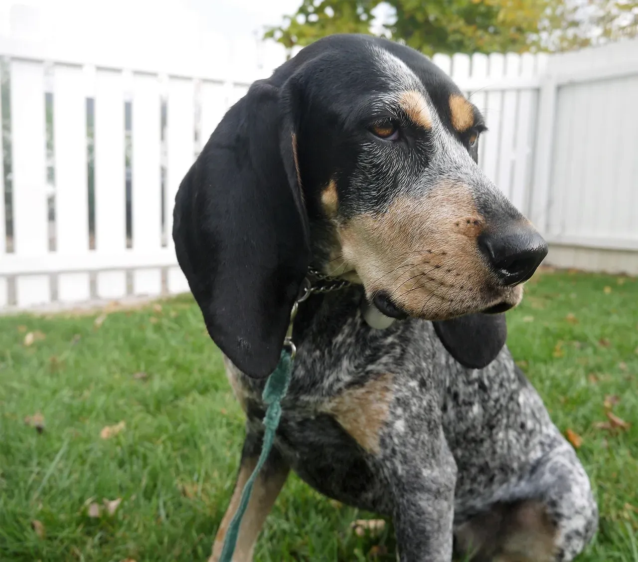 8. Coonhounds: The Specialized Hunters (Image Credits: Pixabay)