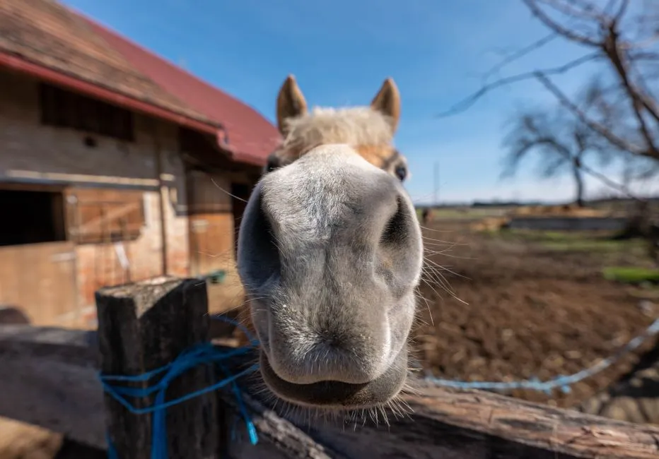 #10 &ndash; Quiet, Curious Sniffs Instead of Defensive Bites (Image Credits: Pexels)