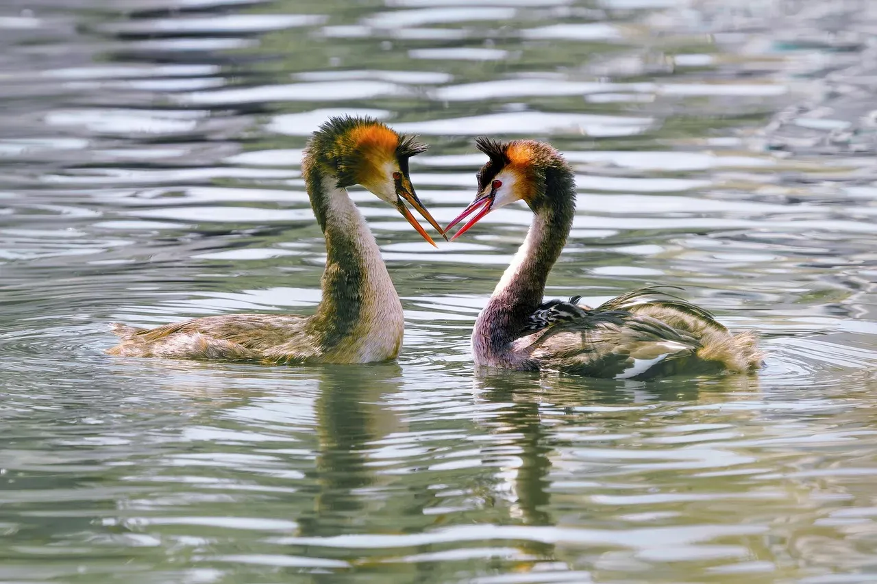 Conclusion: What Birds Can Teach Us About the Wild Art of Attraction (Image Credits: Pixabay)