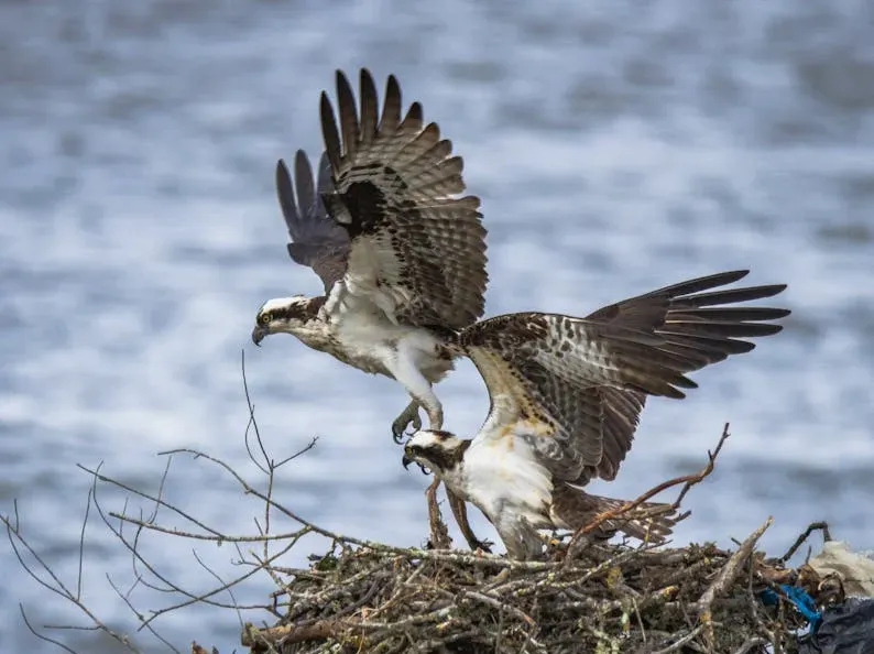 Ripple Effects: How Ospreys Reflect Broader Ecosystem Health (Image Credits: Pexels)
