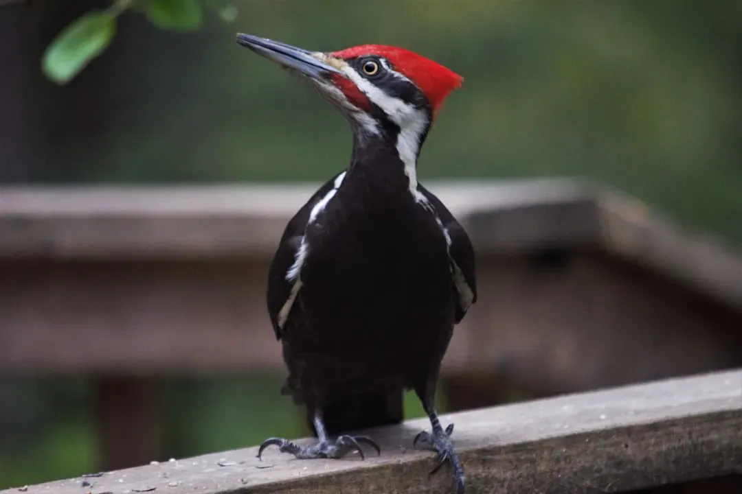Pileated Woodpecker Drums Back Strong (Image Credits: Unsplash)