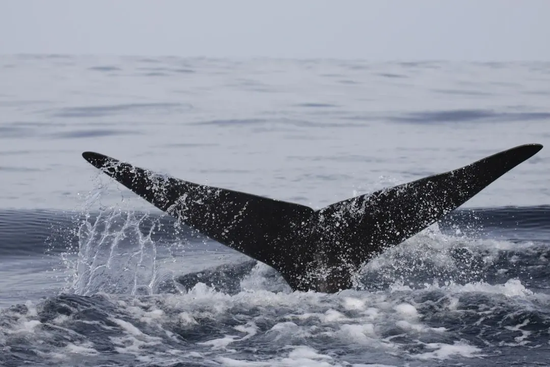 Sperm Whales May Have Something Close to an Alphabet (Image Credits: Unsplash)