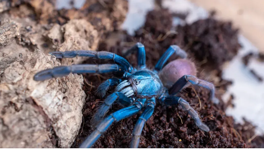 Lightning Speed from the Depths (Image Credits: Earth Tiger spider. Facebook/Urban Tarantula)