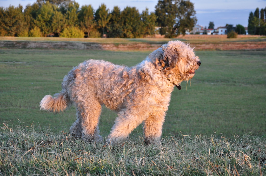 #2 Bergamasco Sheepdog - The Living Mop (Image Credits: Flickr)