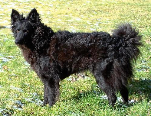 #5 Mudi - The Hungarian Farm Dog Virtuoso (Image Credits: Wikimedia)