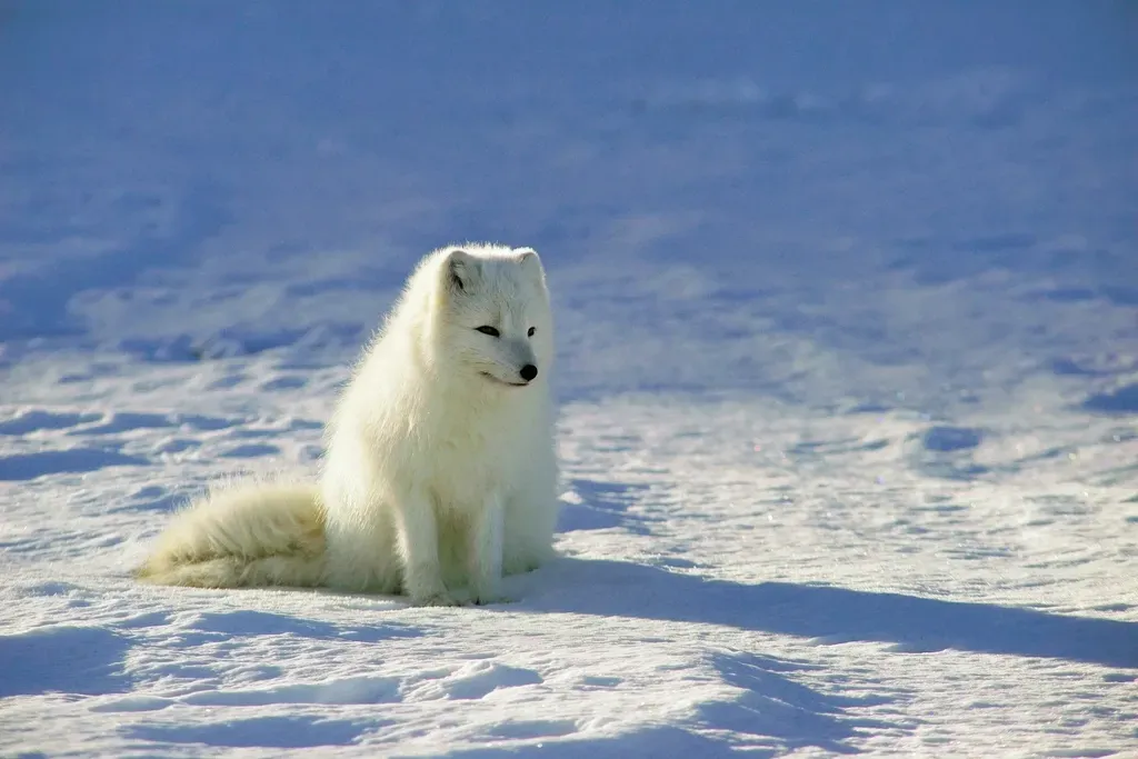 Arctic Fox: Built for the Cold (Image Credits: Rawpixel)