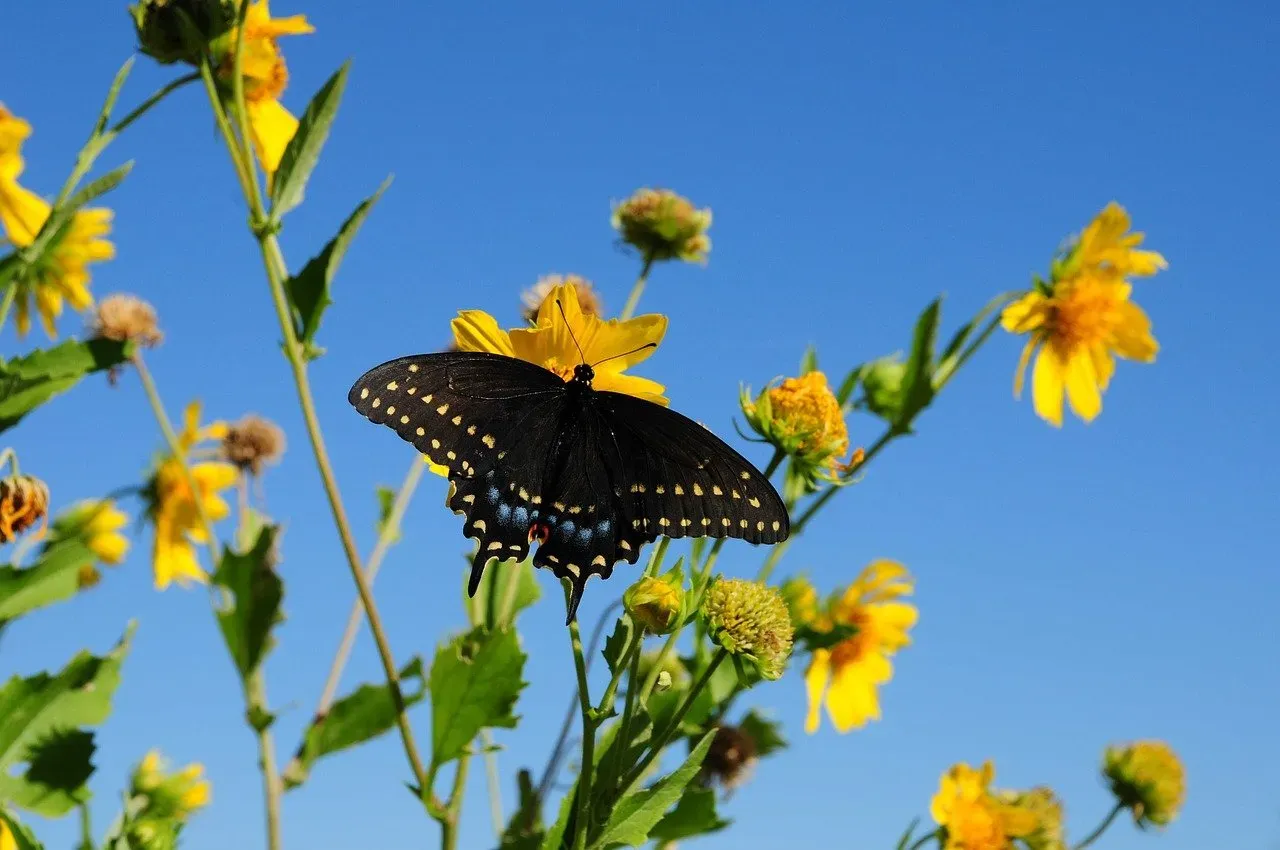 Why Biodiversity Loss Reaches Further Than You Think (Image Credits: Pixabay)