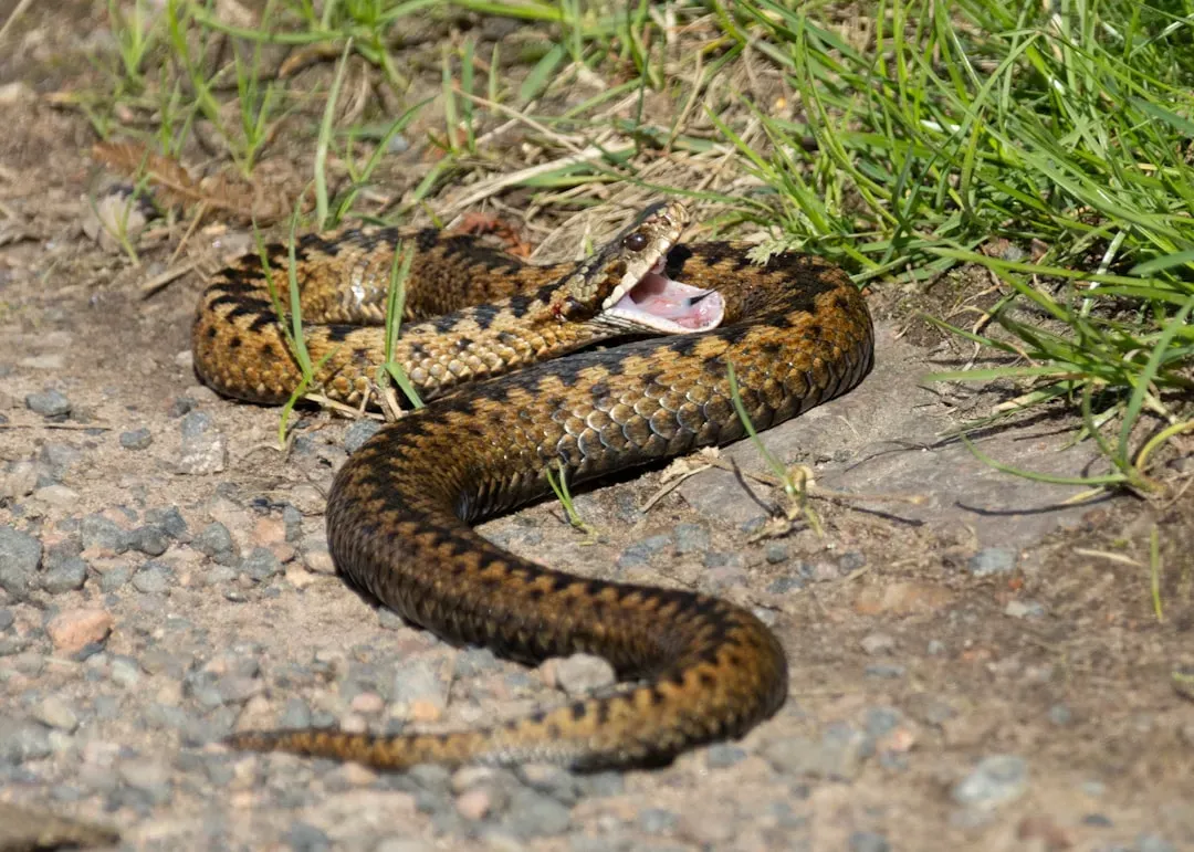 North Carolina: Snakes in the Grass (Image Credits: Unsplash)