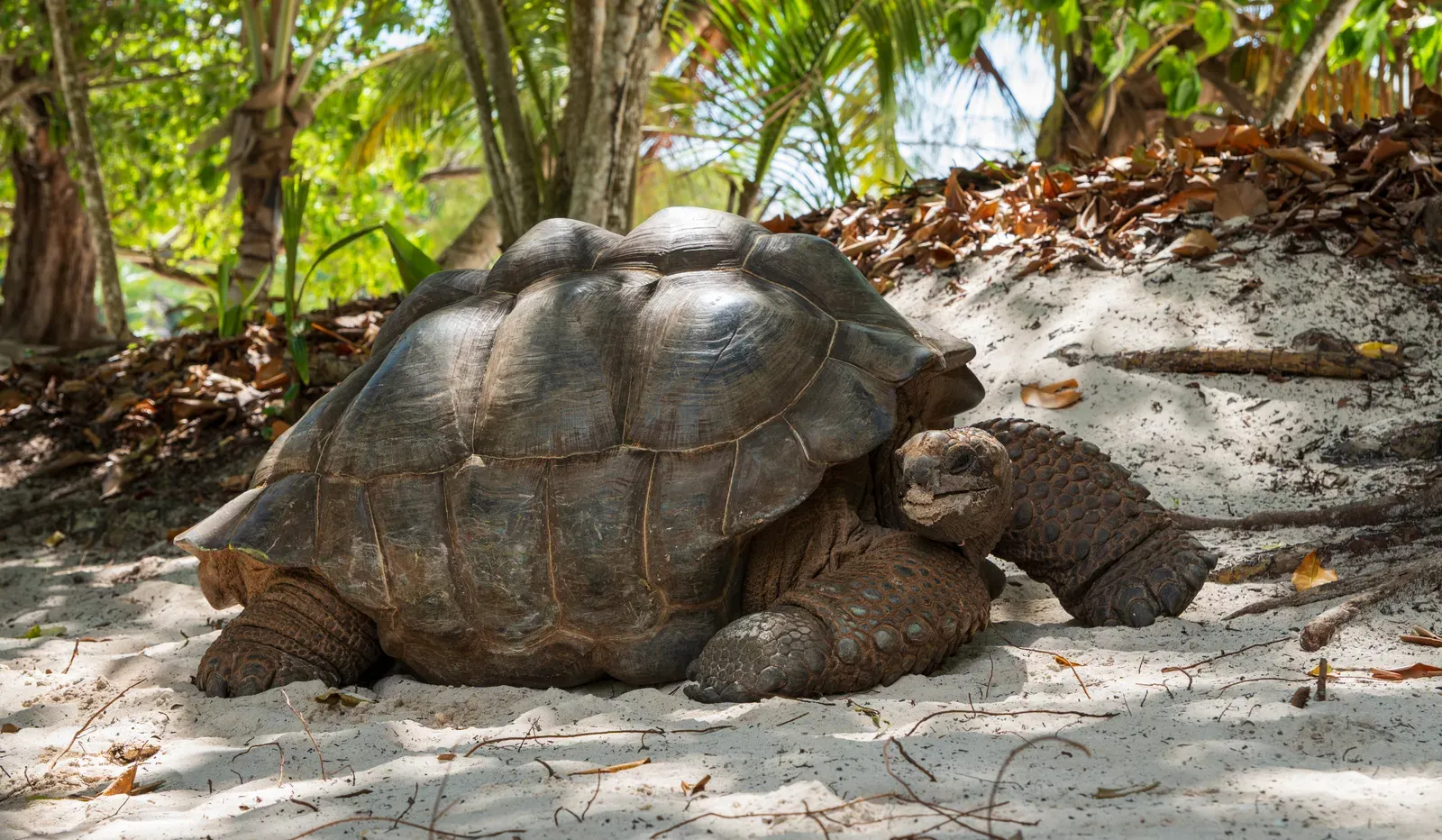 8. Jonathan the Tortoise: The Oldest Living Land Animal (By NorbertNagel, CC BY-SA 4.0)
