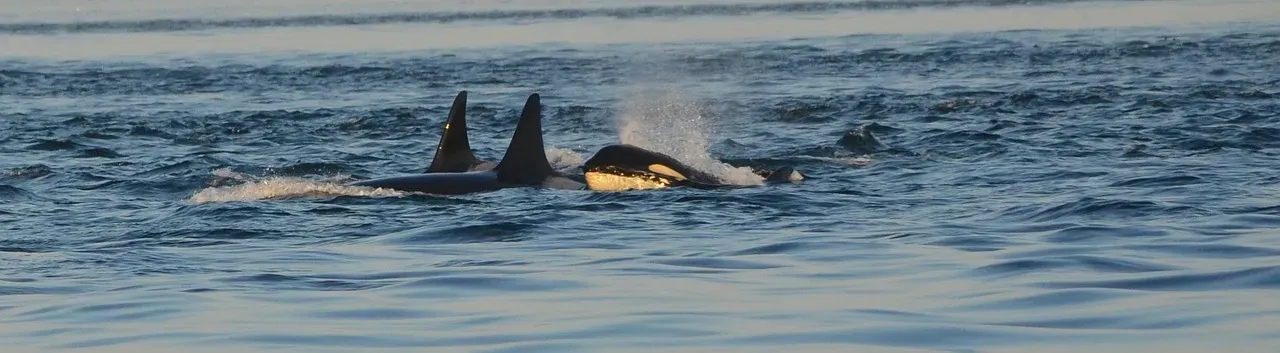 Cancer (June 21 &ndash; July 22): The Orca (Image Credits: Pixabay)