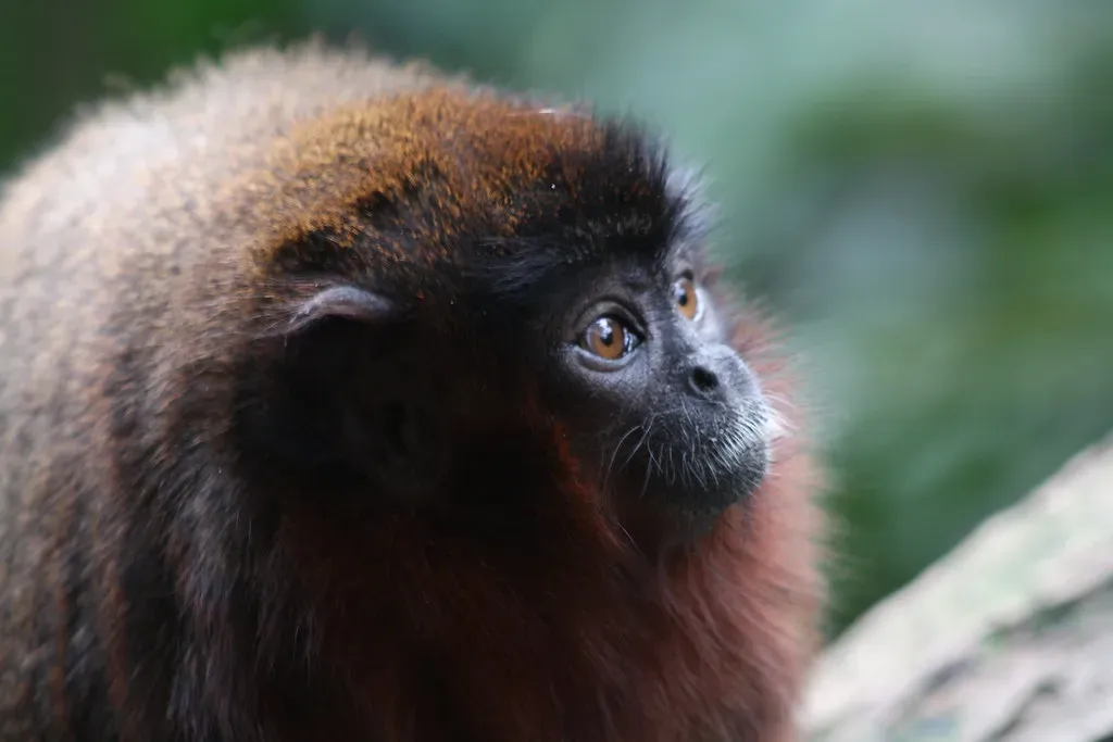 13. The Callicebus Monkey (Purring Titi Monkey) (Image Credits: Flickr)
