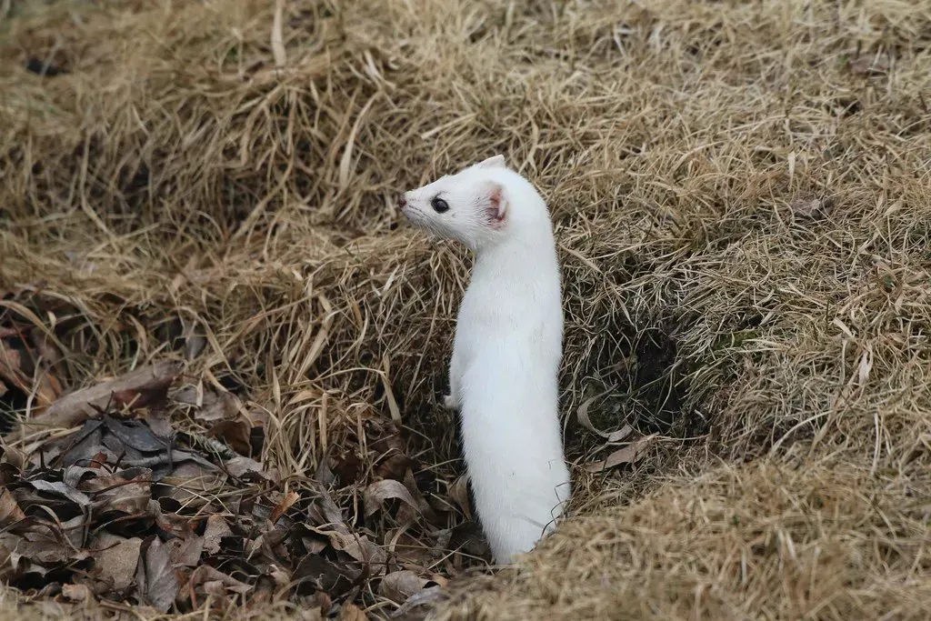 Stoat: The White Winter Warrior (USFWS Mountain Prairie, Flickr, CC BY 2.0)