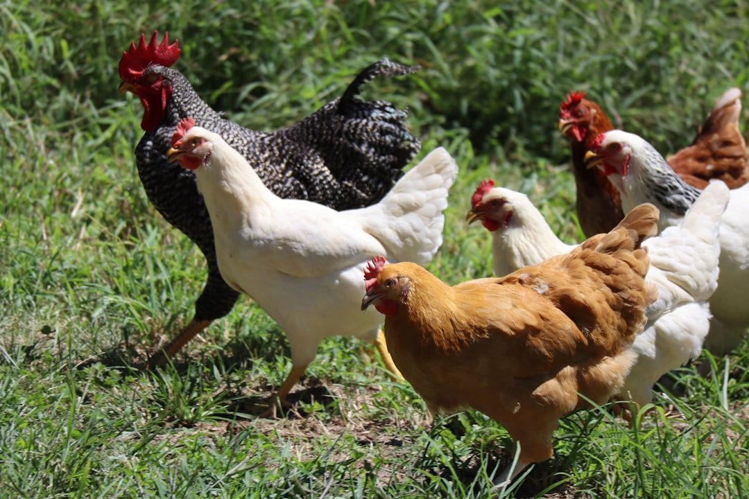 Choosing Your Feathered Family Members (Image Credits: Unsplash)