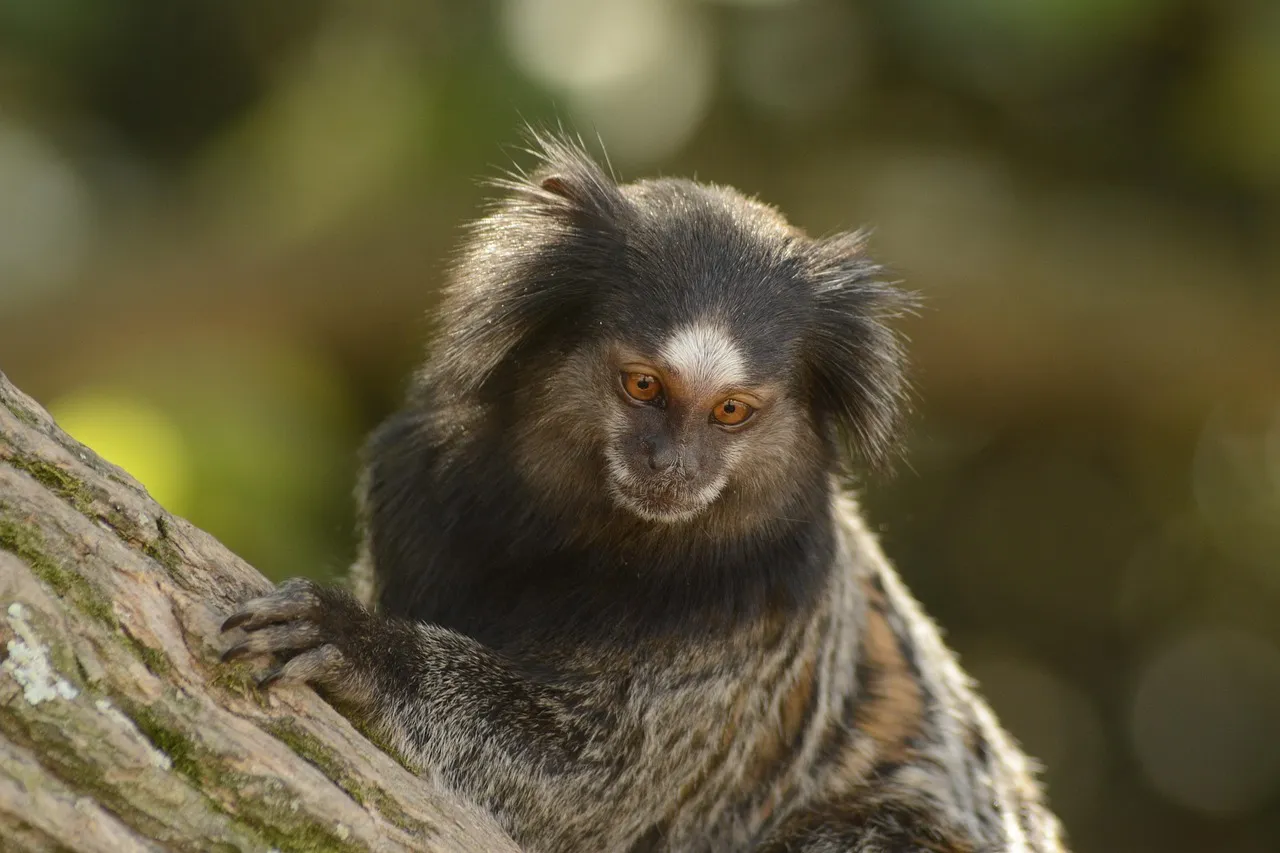 #15 Marmosets and Other Small Primates (Image Credits: Pixabay)