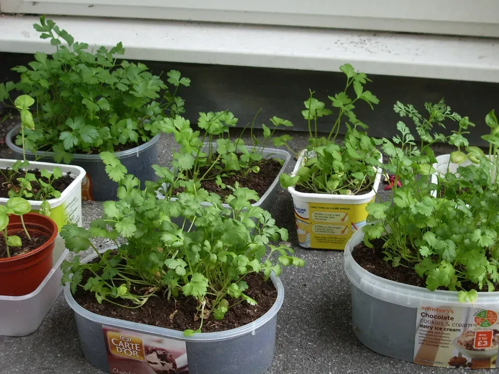 2. Build a Fragrant Herb Perimeter That Works Double Duty (sermoa, Flickr, CC BY-SA 2.0)