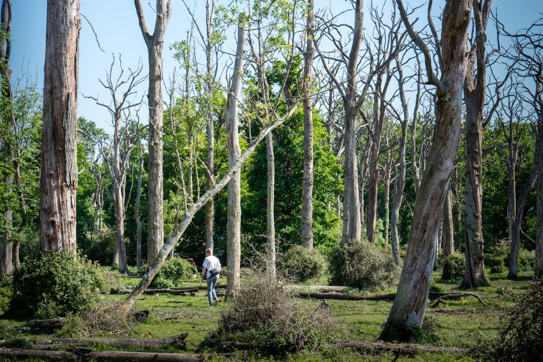 Deforestation Is Their Biggest Enemy (Image Credits: Unsplash)