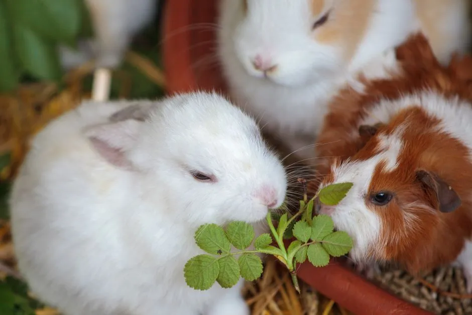 #5 They “Groom” You With Gentle Nibbles or Licks (Image Credits: Pexels)